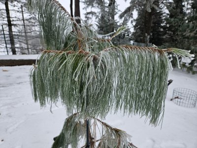 Pinus patula borovice rozložená